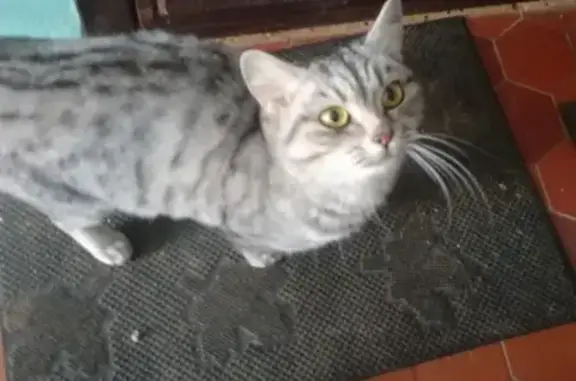 Найдена кошка на Окского,5 в Коломне!