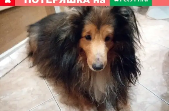 Найдена собака на Ленинградском пр-те в Ярославле
