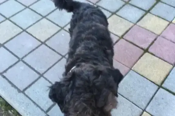 Собака найдена в Краснодаре.