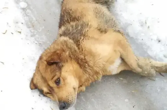 Срочно найдена больная собака в Советском районе Брянска