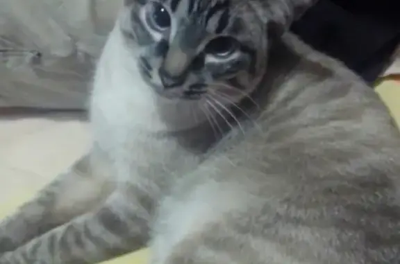 Кошки потеряшки, Киров, фото: Потеряшка кот Сёма в районе Парка Победы, Киров