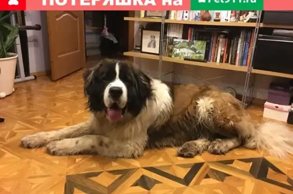 Найдена собака в Казани, ищем хозяев: сембернар, 1 год