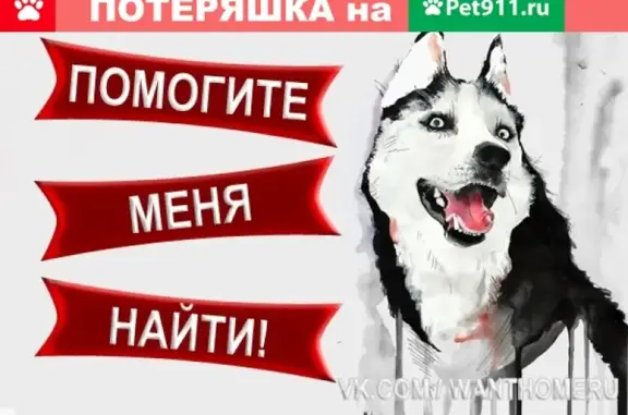 Пропала собака в Семхозе, Московская область
