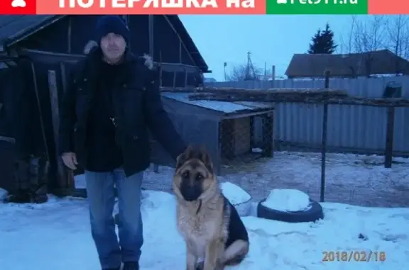 Собаки потеряшки, село Малое Ибряйкино, фото: Потеряшка немецкая овчарка Аксель в Малом Ибряйкино