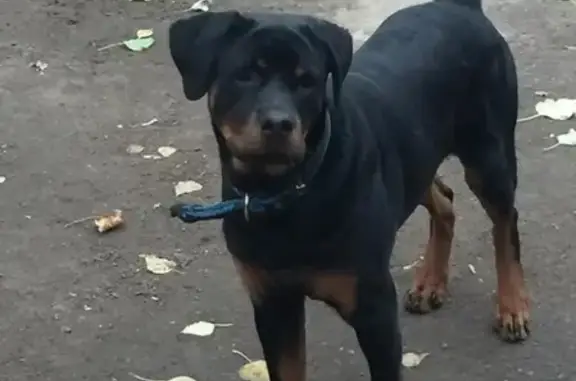 Пропала собака Ротвейлер в районе площади Вахитова