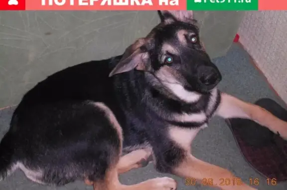 Пропала собака в Тарусе: кличка 