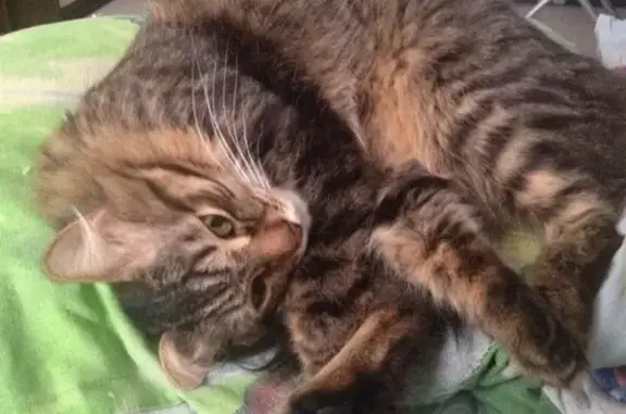 Найдена кошка в Перми #потеряшкипермь