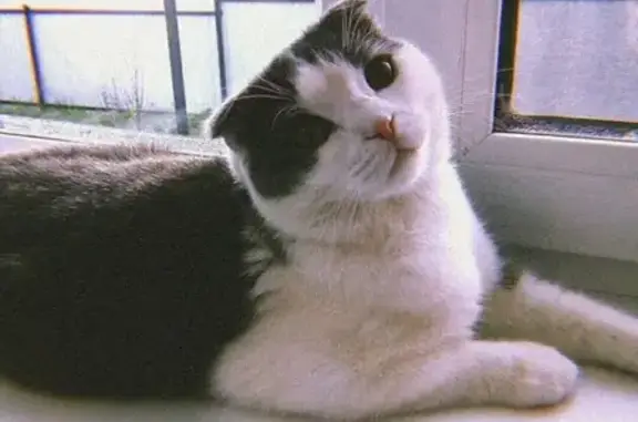 Кошки потеряшки, Малояз, фото: Потеряшка кот Султан в селе Малояз, Республика Башкортостан