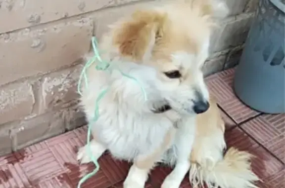 Найдена собака на Центральной в Оренбурге