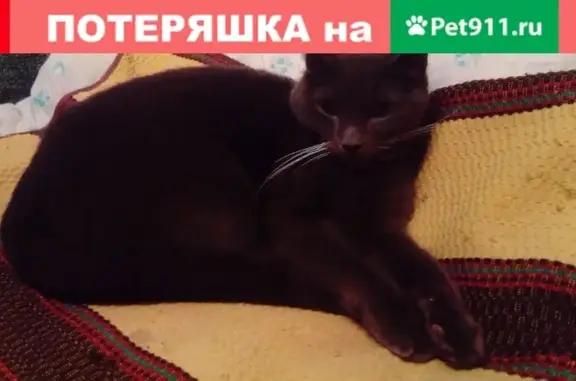 Найдена кошка на Лужской улице, СПб