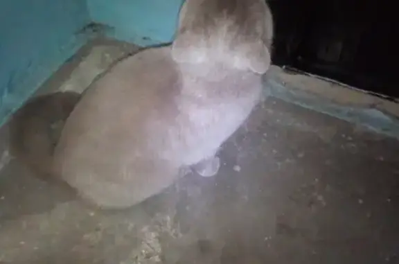 Потерянный домашний кот на Рокоссовского в Новокузнецке