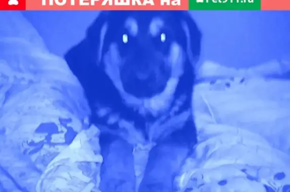 Найдена собака в ЯНАО, пос. Су-7