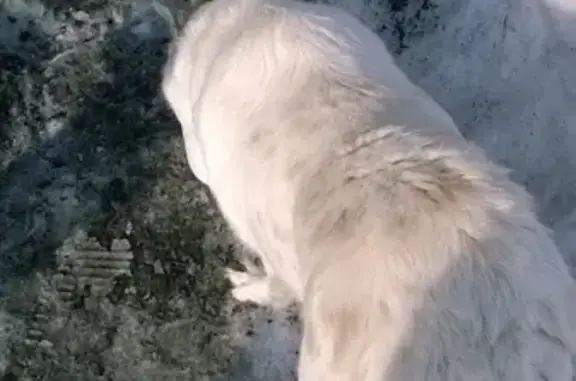 Найдена собака в Горно-Алтайске, ищем хозяев.