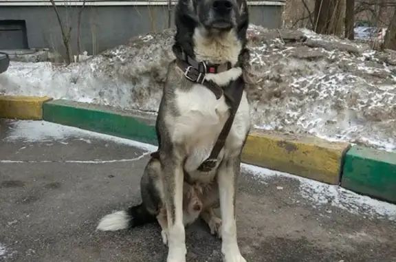 Найдена собака на Нижней Первомайской, Измайлово, Москва