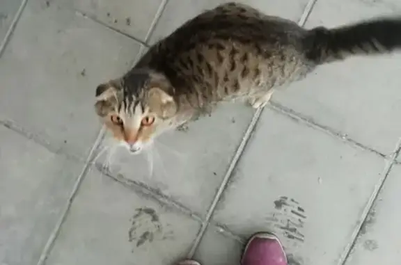 Найдена кошка возле магазина Апельсин в Майме, Горно-Алтайск