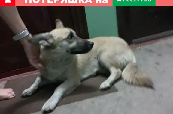 Найдена собака у дома Бардина, ищем хозяев