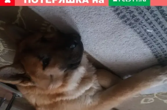 Найдена рыжая собака с ошейником в Новосибирске