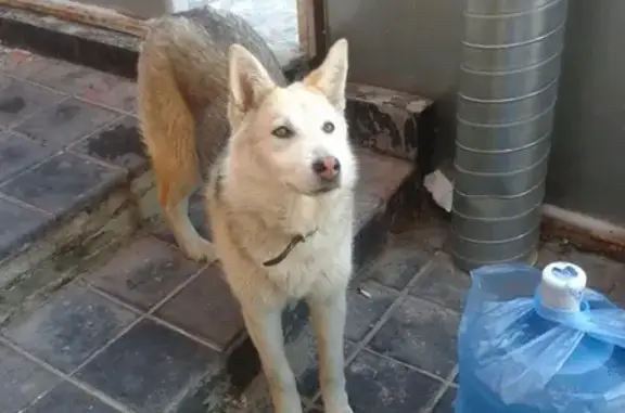 Найдена собака в районе автостанции Сенной, Нижний Новгород