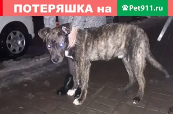 Найдена собака в Обнинске, ищем хозяина