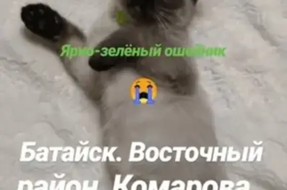 Пропала кошка в Батайске, ул. Комарова 132А