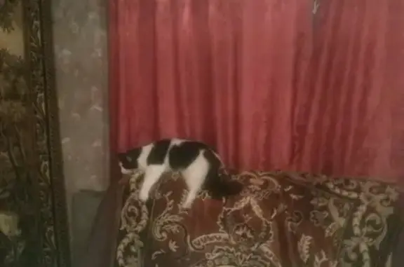 Пропал кот в Кировском районе, Отрадное