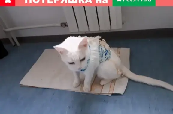 Пропала кошка Маша на ул. Портовиков 13, Туапсе.