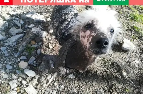 Потерялся китайский хохлатый пёсик в Крымске, помогите найти!