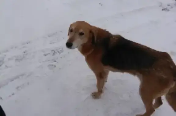 Найдена собака в Дзержинском районе, Пятовский поселок
