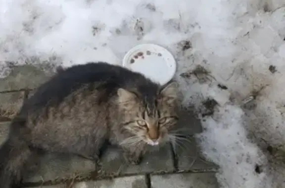 Найдена пушистая кошка в Челябинске!