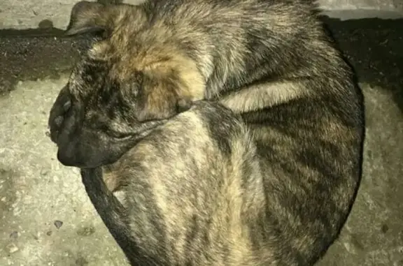 Найдена собака на Чкалова в Ставрополе