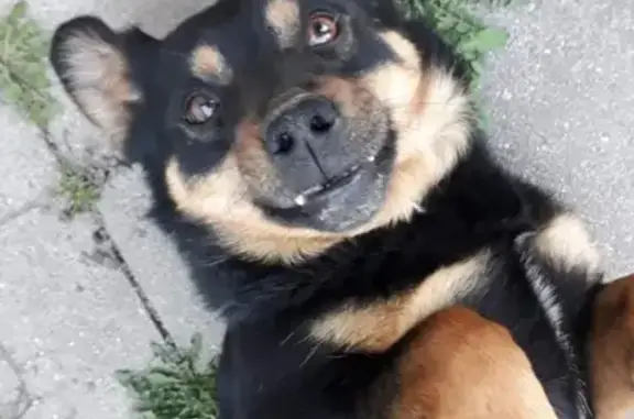 Пропала собака Тишка в районе Озерков!