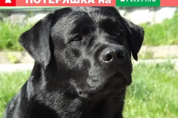 Пропала собака в Куйбышеве