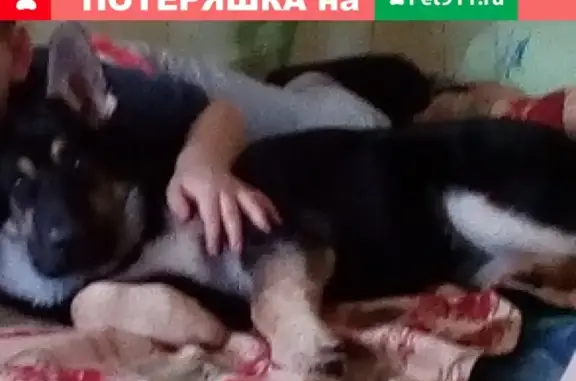 Пропала собака Аля на ул. Гагарина, Богородск.