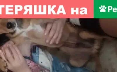 Собаки потеряшки, Елань, фото: Потеряшка собачка в Волгоградской области