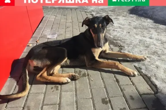 Собака найдена на улице Сенько в Тамбове
