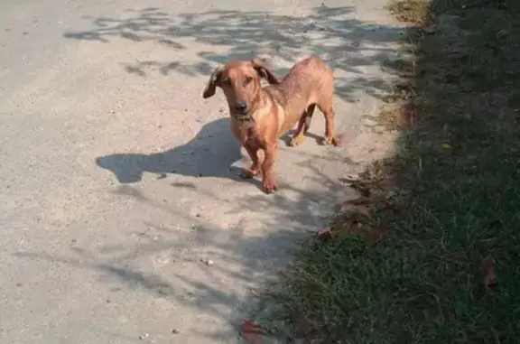 Пропала собака Рыжик в Коломне, район Макеева