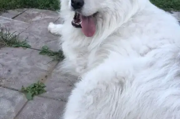 Пропала белая собака в Михайлове