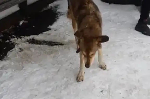 Найден щенок с клеймом в Сургуте