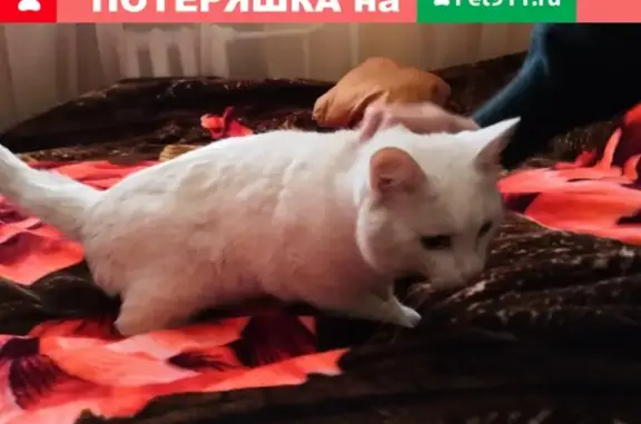 Найден кот на Пражской 49к2 в Тюмени