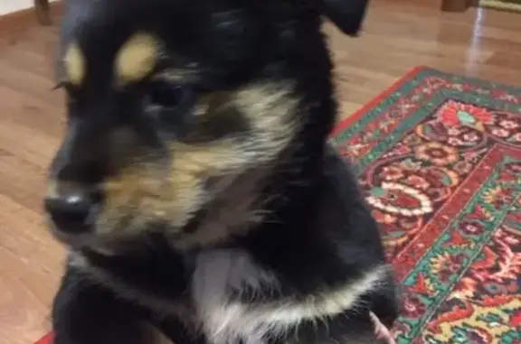 Собаки потеряшки, Переволоцкий, фото: Потеряшка щенок в Переволоцком районе