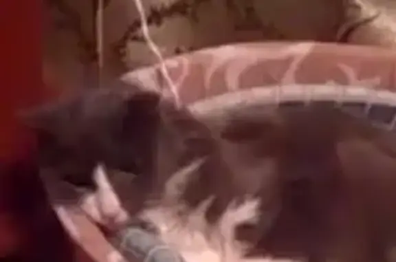 Кошки потеряшки, Великий Новгород, фото: Потеряшка кошка на ул. Мира, В. Новгород, д. 28, кор.1.