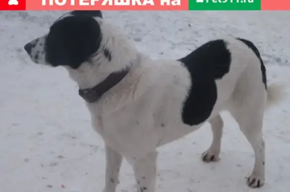 Найдена голодная собака с черным ошейником в Глазове
