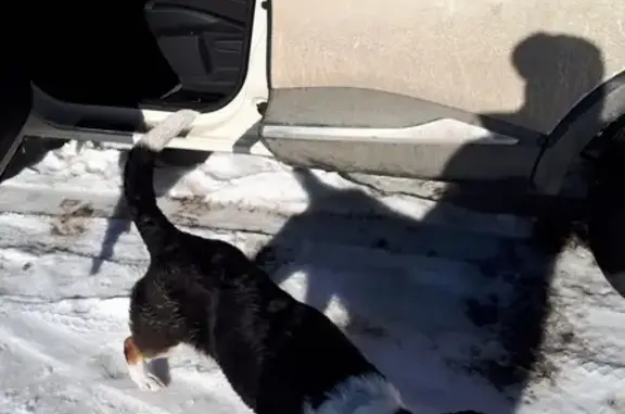 Найдена собака в Димитровграде, возле 13 школы