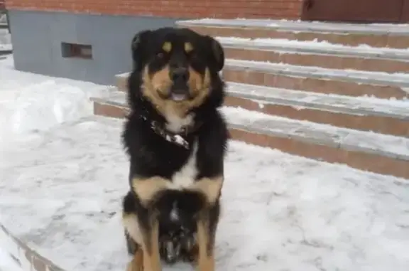 Пропала собака Джек в Кировском районе, Казань