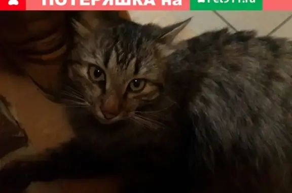 Найдена кошка на Салавата Юлаева 6