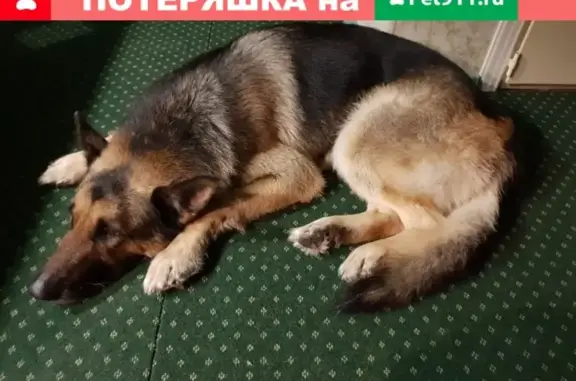 Собаки потеряшки, Нижний Новгород, фото: Потеряшка немецкая овчарка Маркиз в Нижнем Новгороде
