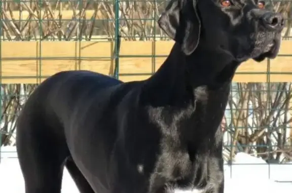 Пропала собака в Ялте: черный пойнтер, 2 года!