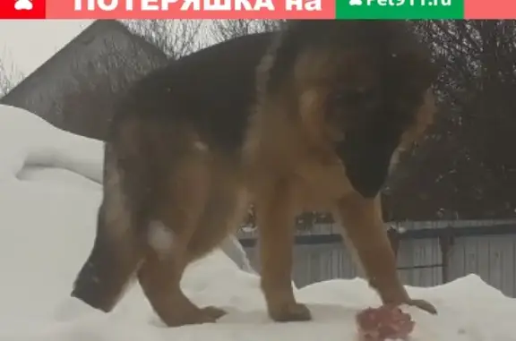 Пропала собака в Ленинском районе Ижевска: немецкая овчарка Веста, 7 мес.