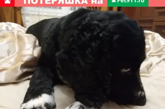 Пропала собака Леля в Луховицах, Московская обл.