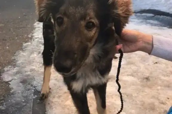 Найдена собака в районе Волжского-3, ищем передержку